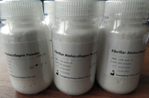 Fibrillar atelo-collagen powder去端肽纤维性胶原蛋白粉.jpg